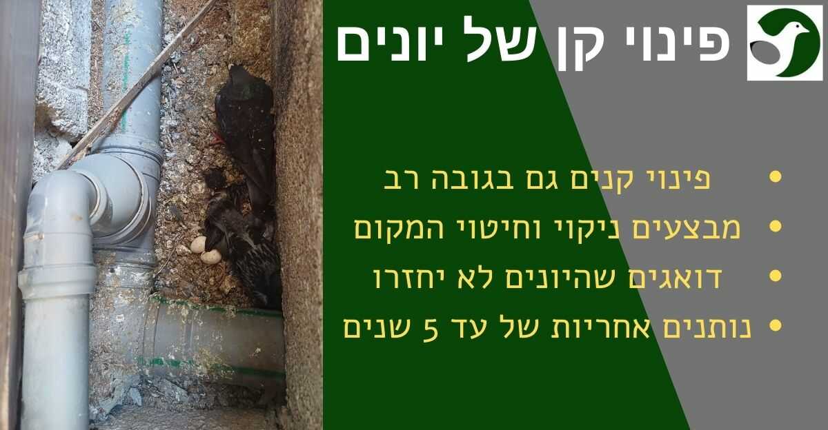 פינוי קן של יונים
